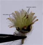  Capitulum with 2-3 bisexual and rest female disc florets